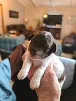 CKC Charlie Brown-Reduced, a male Poodle - Toy  for sale in Oklahoma City, OK – Photo 7 of 10