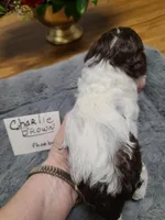 CKC Charlie Brown-Reduced, a male Poodle - Toy  for sale in Oklahoma City, OK – Photo 3 of 10