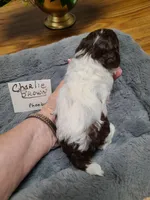 CKC Charlie Brown-Reduced, a male Poodle - Toy  for sale in Oklahoma City, OK – Photo 5 of 10