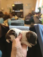 CKC Charlie Brown-Reduced, a male Poodle - Toy  for sale in Oklahoma City, OK – Photo 6 of 10