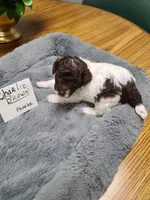 CKC Charlie Brown-Reduced, a male Poodle - Toy  for sale in Oklahoma City, OK – Photo 2 of 10