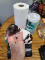 CKC Charlie Brown M Parti, a male Poodle - Toy  for sale in Oklahoma City, OK – Photo 4 of 5