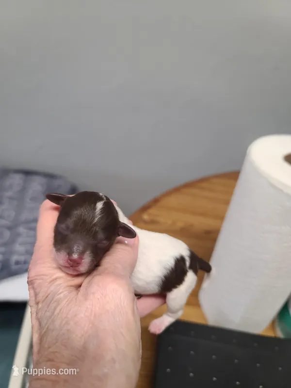 CKC Charlie Brown M Parti – Poodle - Toy  puppy for sale in Oklahoma City, OK