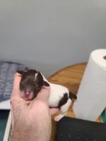 CKC Charlie Brown M Parti, a male Poodle - Toy  for sale in Oklahoma City, OK – Photo 1 of 5