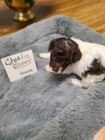 CKC Charlie Brown-Reduced, a male Poodle - Toy  for sale in Oklahoma City, OK – Photo 4 of 10