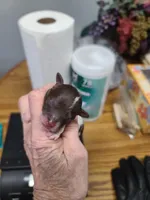 CKC Charlie Brown M Parti, a male Poodle - Toy  for sale in Oklahoma City, OK – Photo 3 of 5