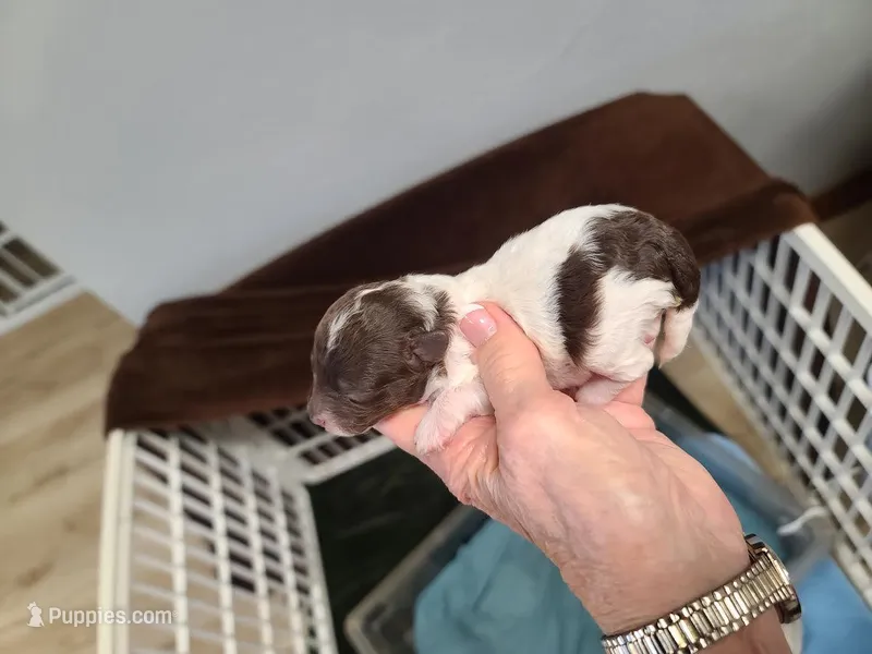 CKC Charlie Brown M Parti – Poodle - Toy  puppy for sale in Oklahoma City, OK