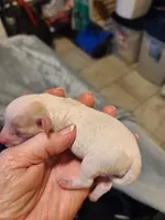 Amber Tiny apt/wht, a female Poodle - Toy  for sale in Oklahoma City, OK – Photo 2 of 5