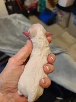 Amber Tiny apt/wht, a female Poodle - Toy  for sale in Oklahoma City, OK – Photo 3 of 5