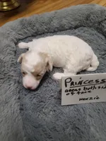 Princess- on hold, a female Poodle - Toy  for sale in Oklahoma City, OK – 5 of 10