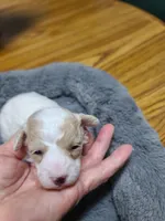 Princess- on hold, a female Poodle - Toy  for sale in Oklahoma City, OK – 2 of 10