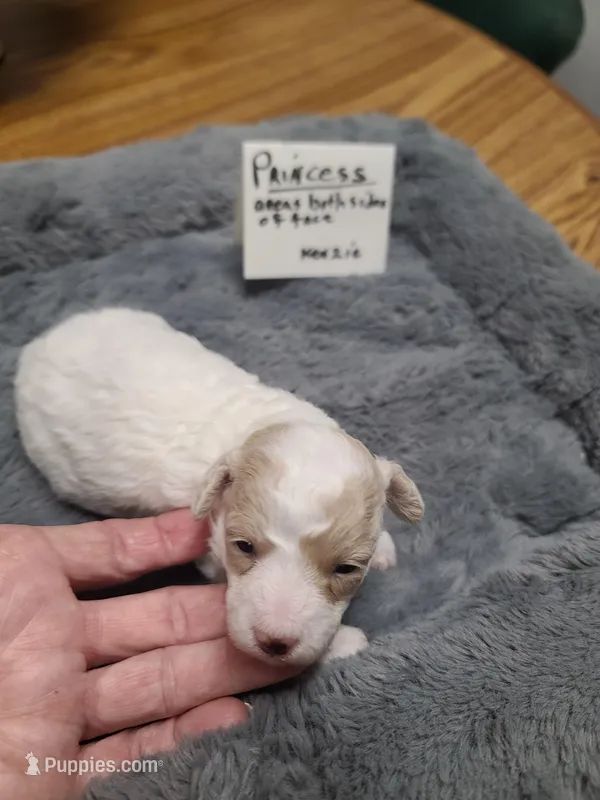 Princess- apt/wht – Poodle - Toy  puppy for sale in Oklahoma City, OK