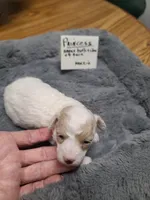 Princess- on hold, a female Poodle - Toy  for sale in Oklahoma City, OK – 1 of 10