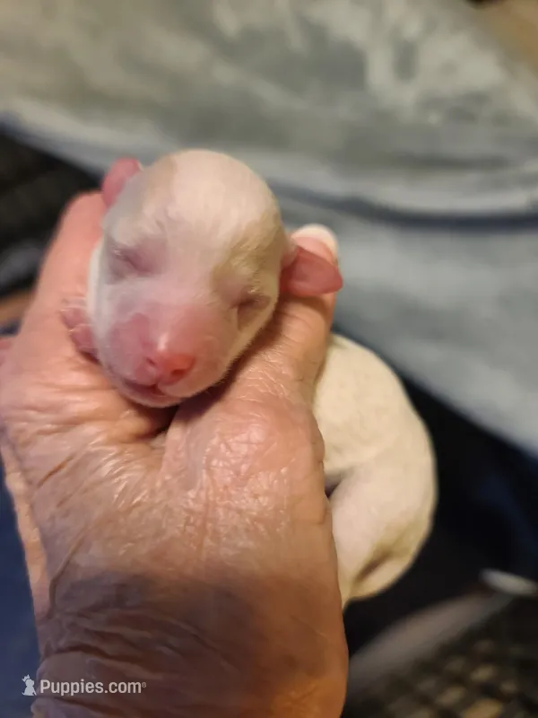 Amber Tiny apt/wht – Poodle - Toy  puppy for sale in Oklahoma City, OK