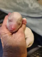 Amber Tiny apt/wht, a female Poodle - Toy  for sale in Oklahoma City, OK – Photo 1 of 5