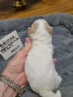 Princess- on hold, a female Poodle - Toy  for sale in Oklahoma City, OK – 4 of 10