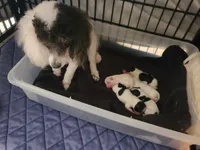 Amber Tiny apt/wht, a female Poodle - Toy  for sale in Oklahoma City, OK – Photo 5 of 5