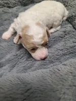 Princess- on hold, a female Poodle - Toy  for sale in Oklahoma City, OK – 3 of 10