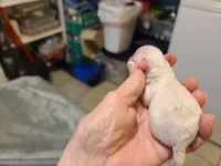 Princess - F apt/wht pup, a female Poodle - Toy  for sale in Oklahoma City, OK – Photo 2 of 5