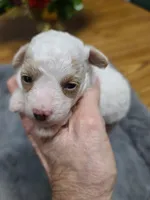 Amber- -On Hold, a female Poodle - Toy  for sale in Oklahoma City, OK – 4 of 10