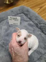 Amber- -On Hold, a female Poodle - Toy  for sale in Oklahoma City, OK – 2 of 10