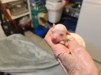 Princess - F apt/wht pup, a female Poodle - Toy  for sale in Oklahoma City, OK – Photo 3 of 5