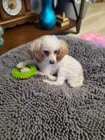 Princess - F apt/wht pup, a female Poodle - Toy  for sale in Oklahoma City, OK – Photo 5 of 5