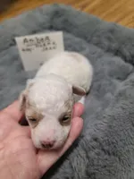 Amber- -On Hold, a female Poodle - Toy  for sale in Oklahoma City, OK – 3 of 10