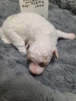 Amber- -On Hold, a female Poodle - Toy  for sale in Oklahoma City, OK – 5 of 10