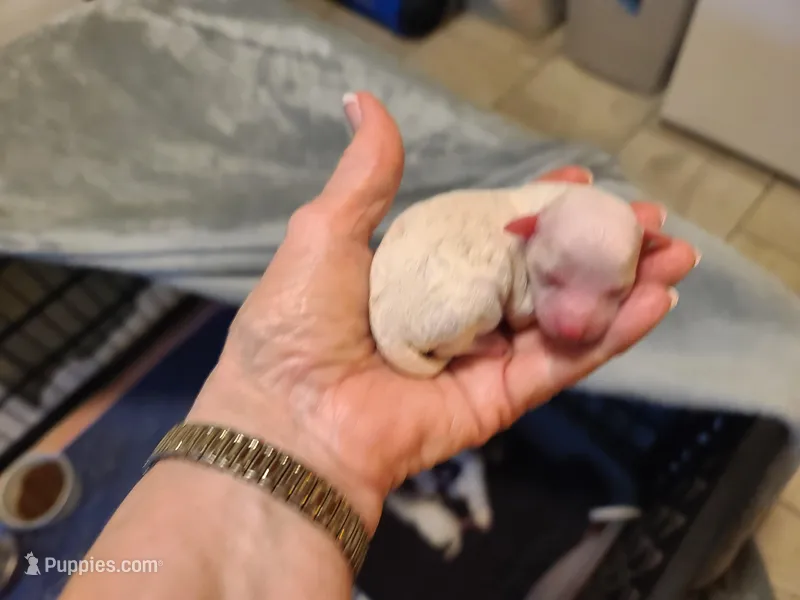 Princess - F apt/wht pup – Poodle - Toy  puppy for sale in Oklahoma City, OK