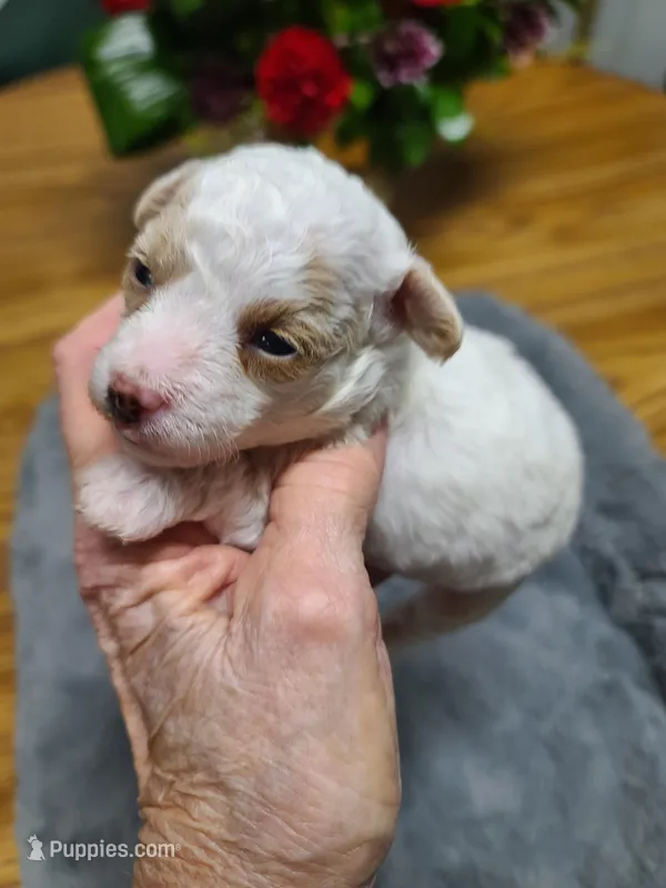 Amber- tiny apt/wht-On Hold – Poodle - Toy  puppy on hold in Oklahoma City, OK