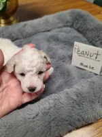 CKC Peanut-Reduced, a male Poodle - Toy  for sale in Oklahoma City, OK – Photo 2 of 10