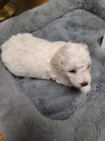 CKC Peanut-Reduced, a male Poodle - Toy  for sale in Oklahoma City, OK – Photo 4 of 10