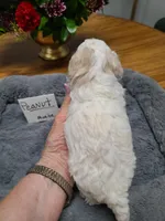 CKC Peanut-Reduced, a male Poodle - Toy  for sale in Oklahoma City, OK – Photo 3 of 10