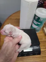 CKC Peanut M Parti, a male Poodle - Toy  for sale in Oklahoma City, OK – Photo 1 of 3