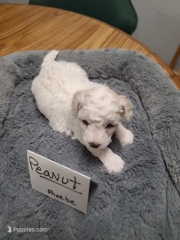 CKC Peanut-Reduced – Poodle - Toy  puppy for sale in Oklahoma City, OK