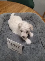 CKC Peanut-Reduced, a male Poodle - Toy  for sale in Oklahoma City, OK – Photo 1 of 10