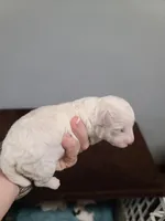 CKC Peanut-Reduced, a male Poodle - Toy  for sale in Oklahoma City, OK – Photo 7 of 10