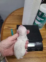 CKC Peanut M Parti, a male Poodle - Toy  for sale in Oklahoma City, OK – Photo 2 of 3