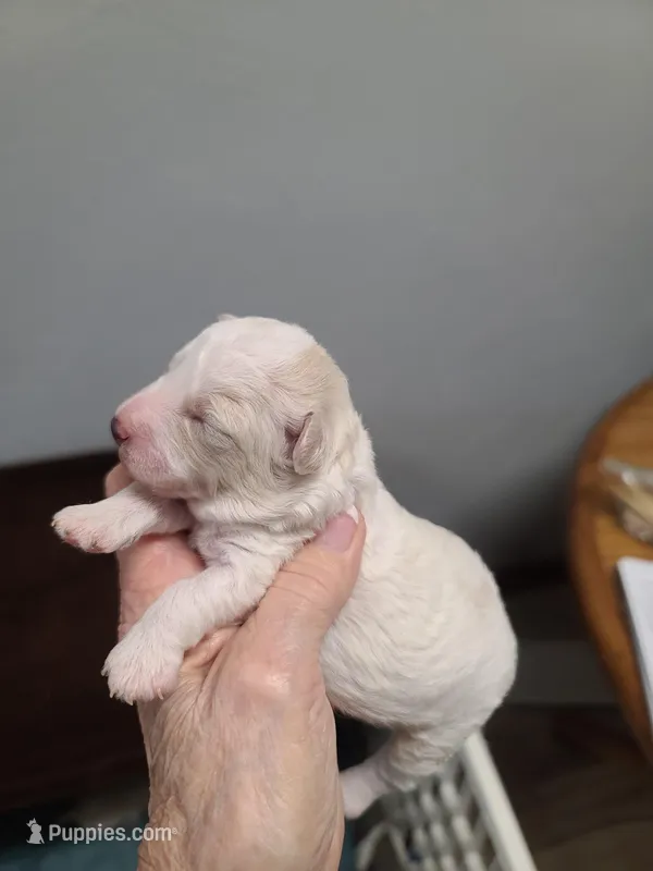 CKC Peanut M Parti – Poodle - Toy  puppy for sale in Oklahoma City, OK