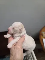 CKC Peanut-Reduced, a male Poodle - Toy  for sale in Oklahoma City, OK – Photo 5 of 10