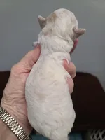 CKC Peanut-Reduced, a male Poodle - Toy  for sale in Oklahoma City, OK – Photo 6 of 10