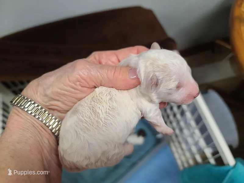 CKC Peanut M Parti – Poodle - Toy  puppy for sale in Oklahoma City, OK