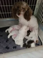 Diamond- CKC male reduced , a male Poodle - Toy  for sale in Oklahoma City, OK – 6 of 7