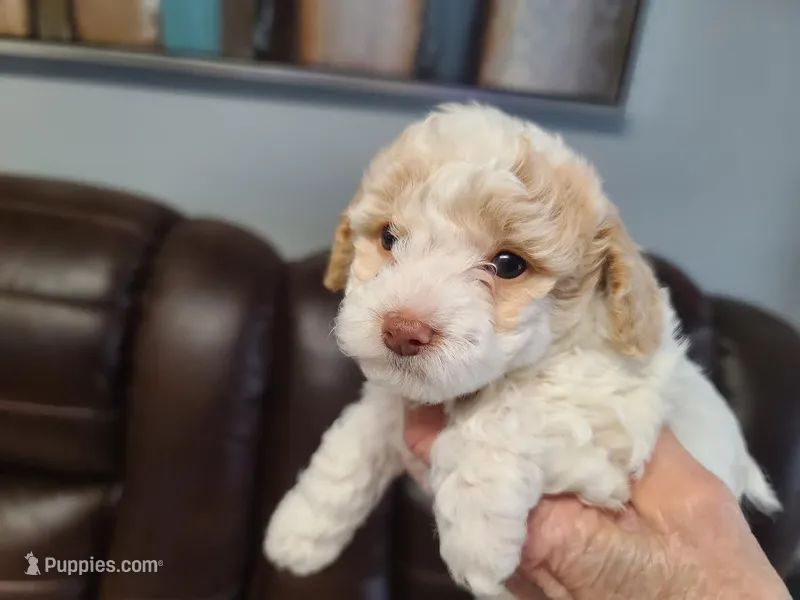 AKC Max 1 – Poodle - Toy  puppy for sale in Oklahoma City, OK