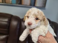 AKC Max 1, a male Poodle - Toy  for sale in Oklahoma City, OK – Photo 1 of 10