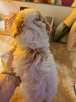 AKC Tucker-Reduced, a male Poodle - Toy  for sale in Oklahoma City, OK – Photo 8 of 10