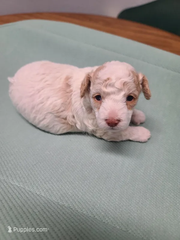 AKC Max 1 – Poodle - Toy  puppy for sale in Oklahoma City, OK
