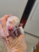 AKC Max 1, a male Poodle - Toy  for sale in Oklahoma City, OK – Photo 7 of 8