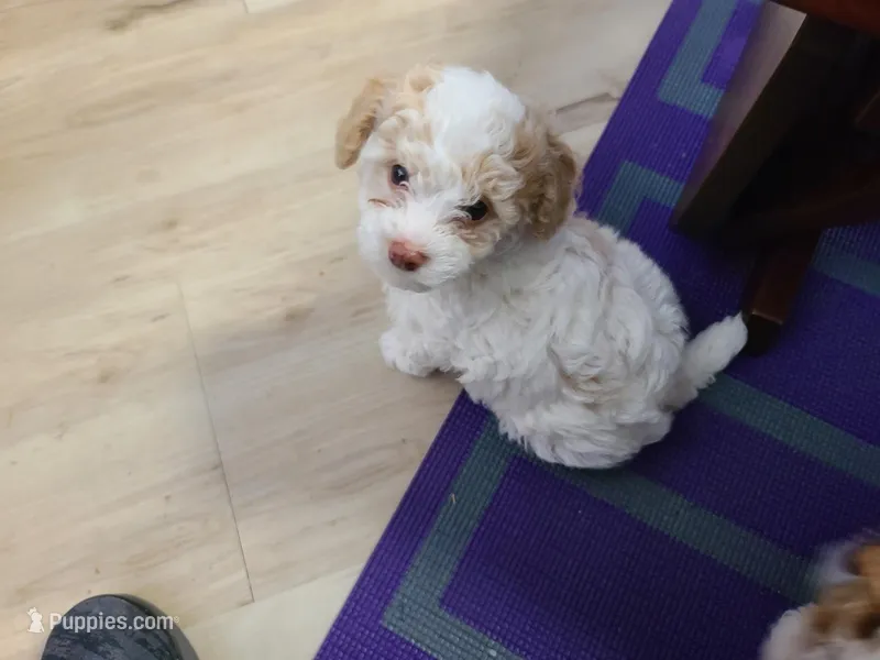 AKC Max 1 – Poodle - Toy  puppy for sale in Oklahoma City, OK